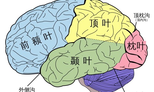 怀疑有胸腰椎骨折的病人搬运时可采用双人抬的方法-怀疑有胸腰椎骨折的病人网怀疑有胸腰椎骨折的病人怎么搬运知识网站,分享腰胸椎压缩性骨折会恢复好吗大全